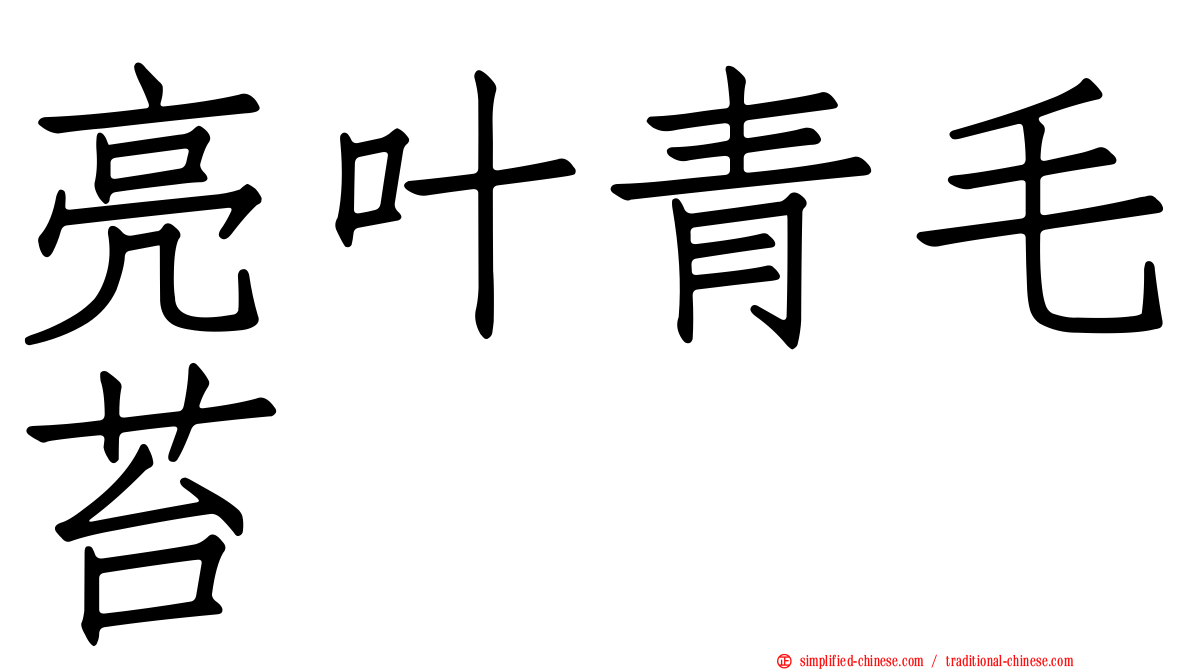 亮叶青毛苔
