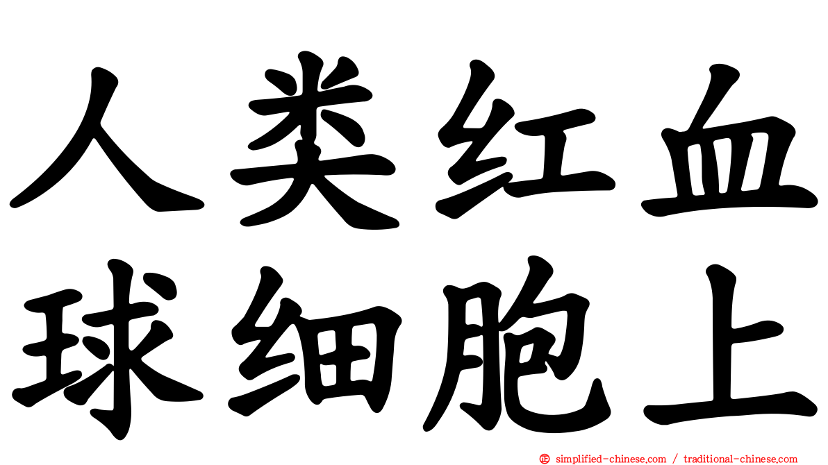 人类红血球细胞上