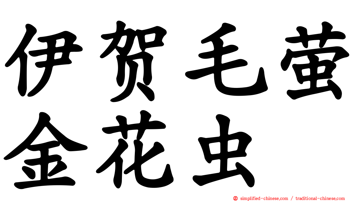 伊贺毛萤金花虫
