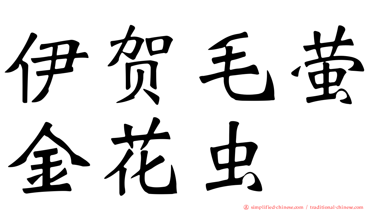 伊贺毛萤金花虫