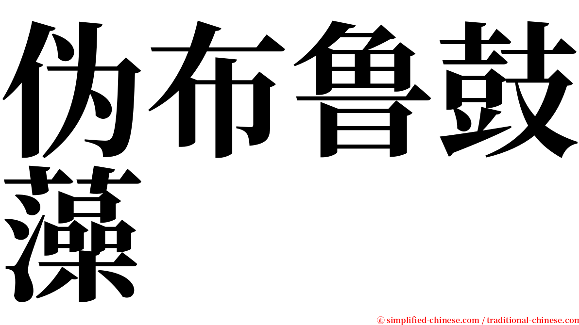 伪布鲁鼓藻 serif font