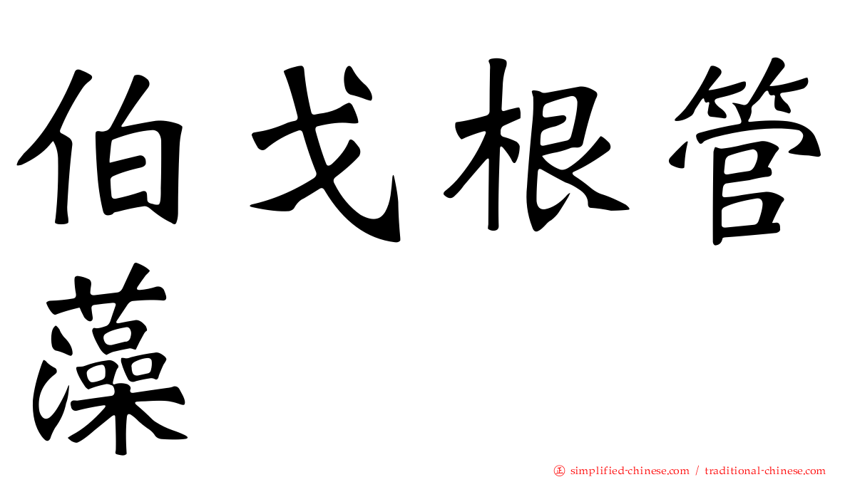 伯戈根管藻