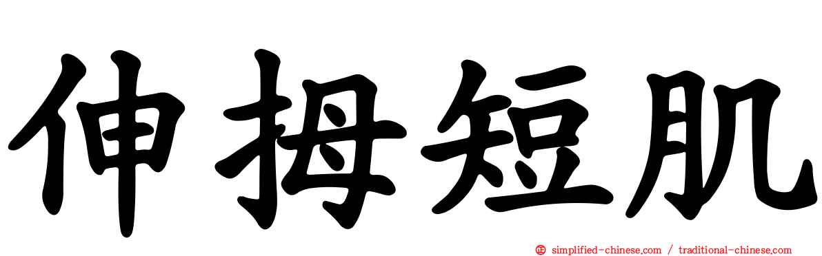 伸拇短肌