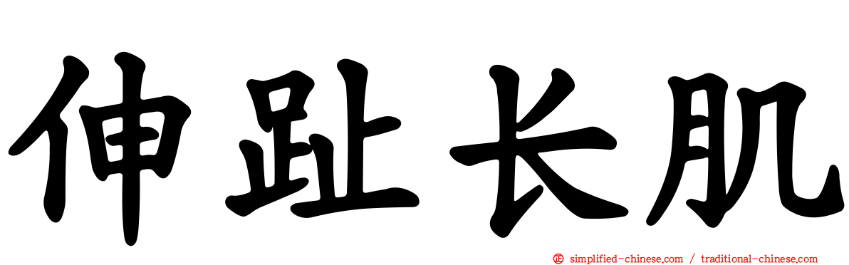 伸趾长肌