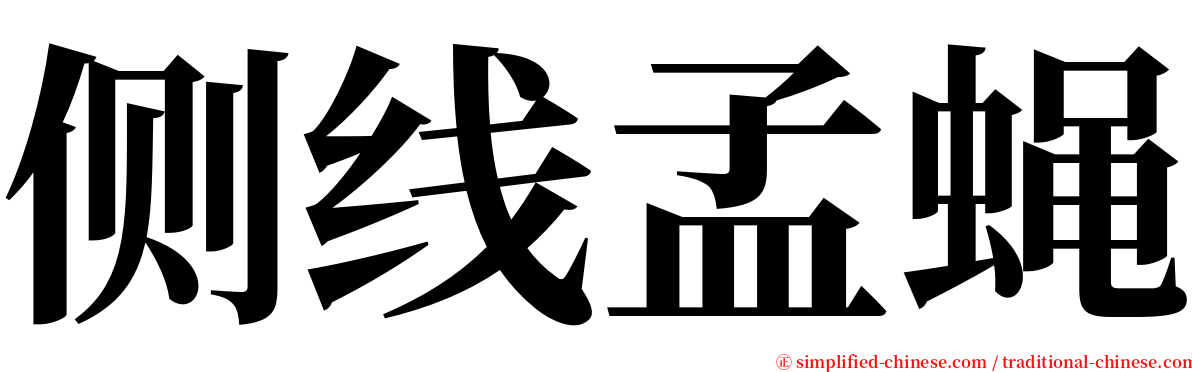 侧线孟蝇 serif font