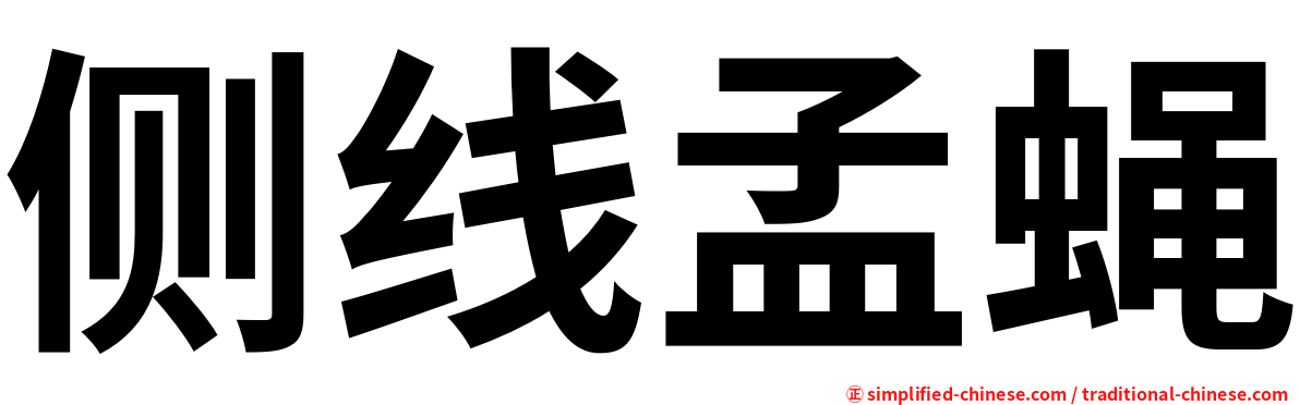 侧线孟蝇
