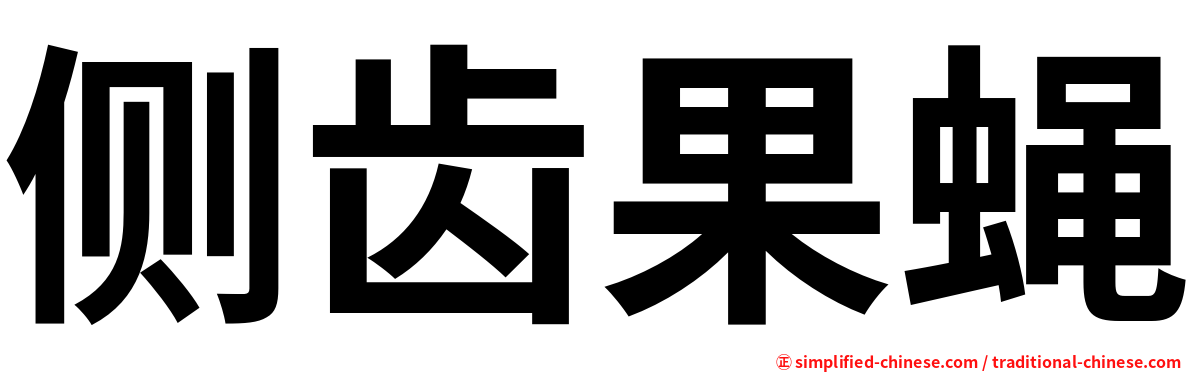 侧齿果蝇