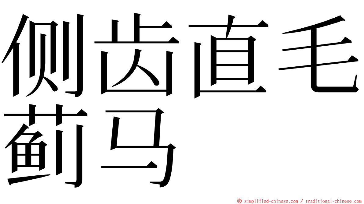 侧齿直毛蓟马 ming font