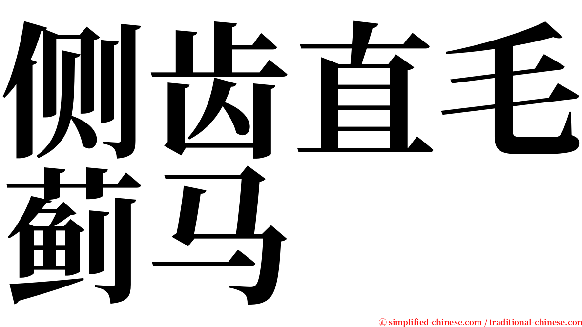侧齿直毛蓟马 serif font