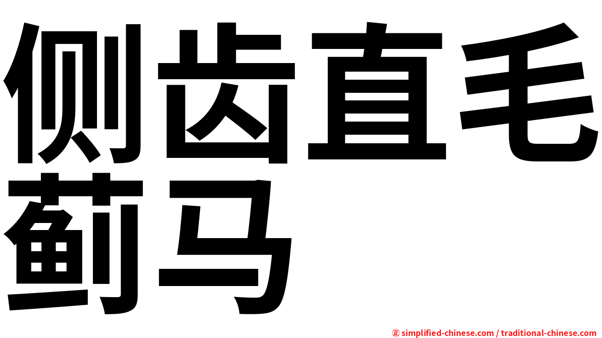 侧齿直毛蓟马