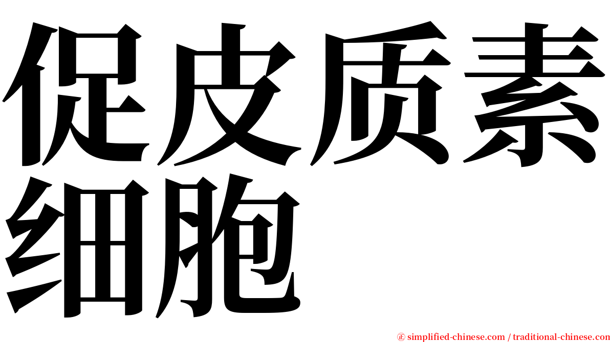 促皮质素细胞 serif font