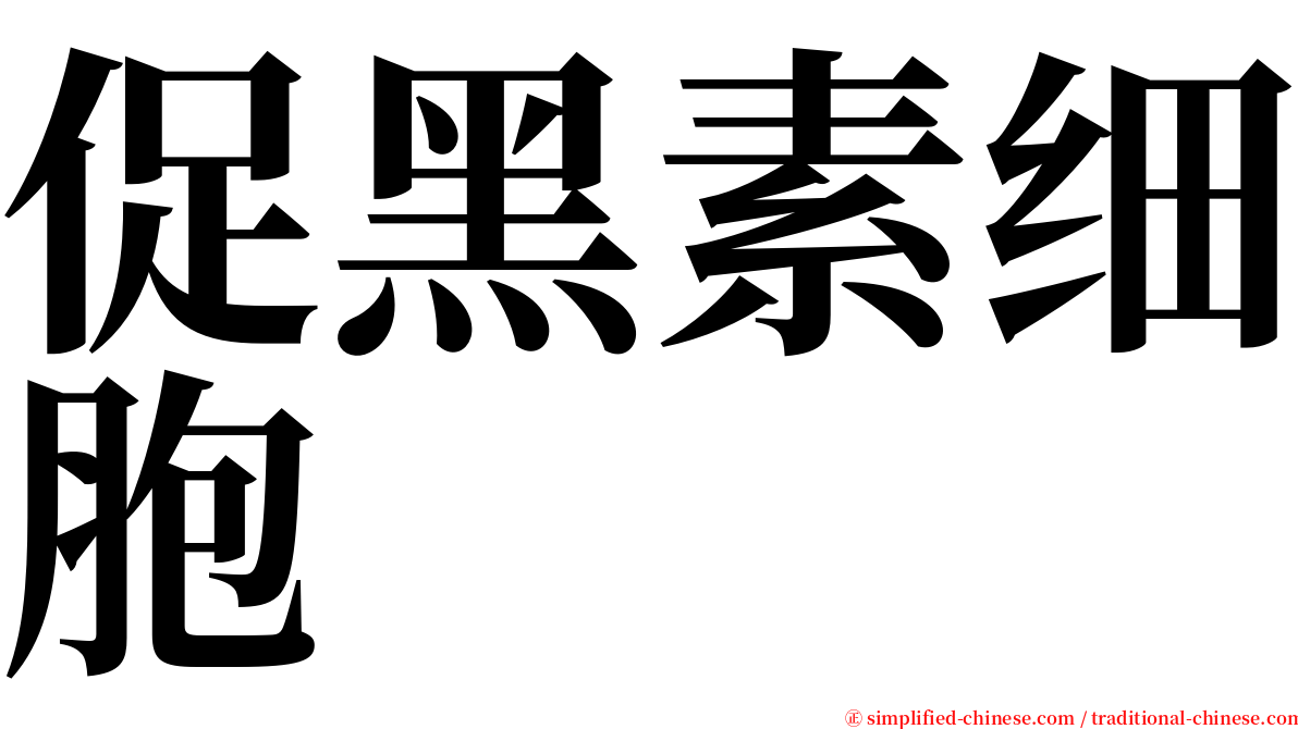 促黑素细胞 serif font