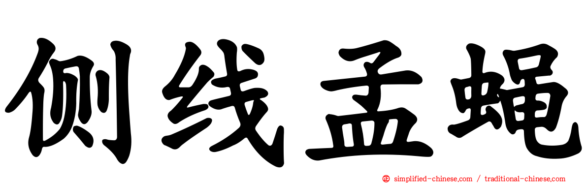 侧线孟蝇