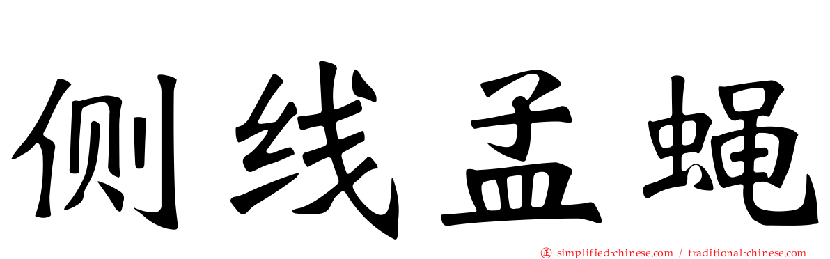 侧线孟蝇