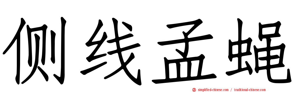 侧线孟蝇