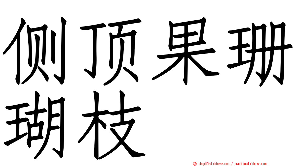 侧顶果珊瑚枝