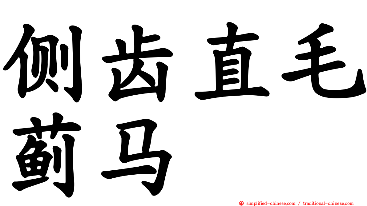 侧齿直毛蓟马
