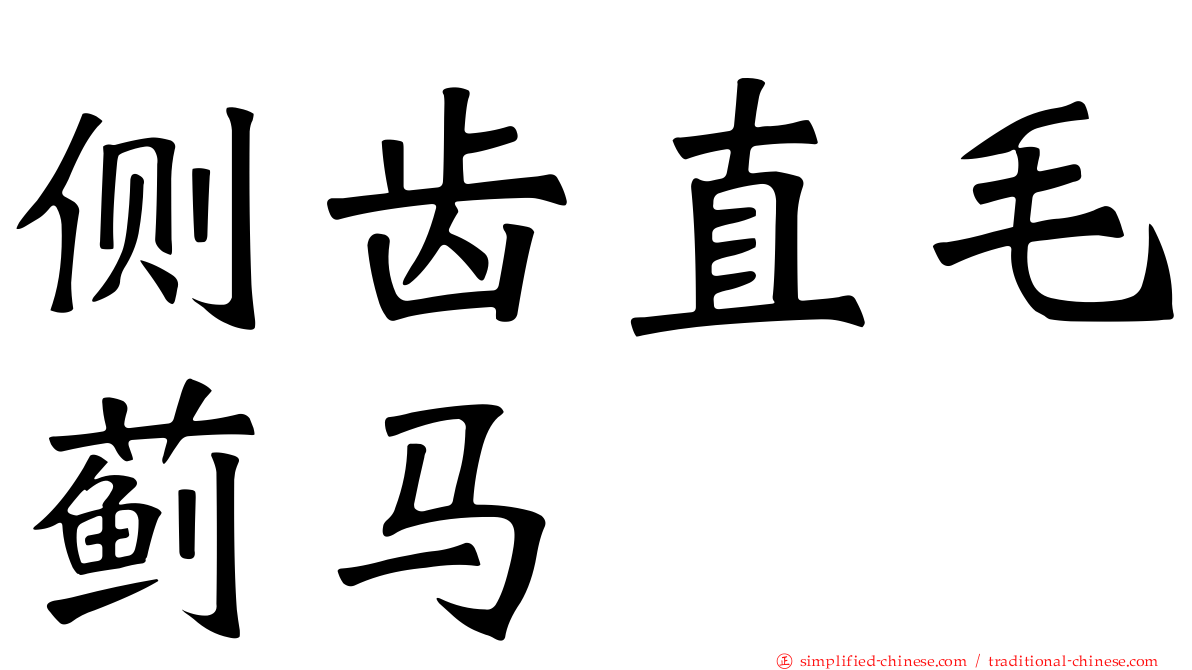 侧齿直毛蓟马