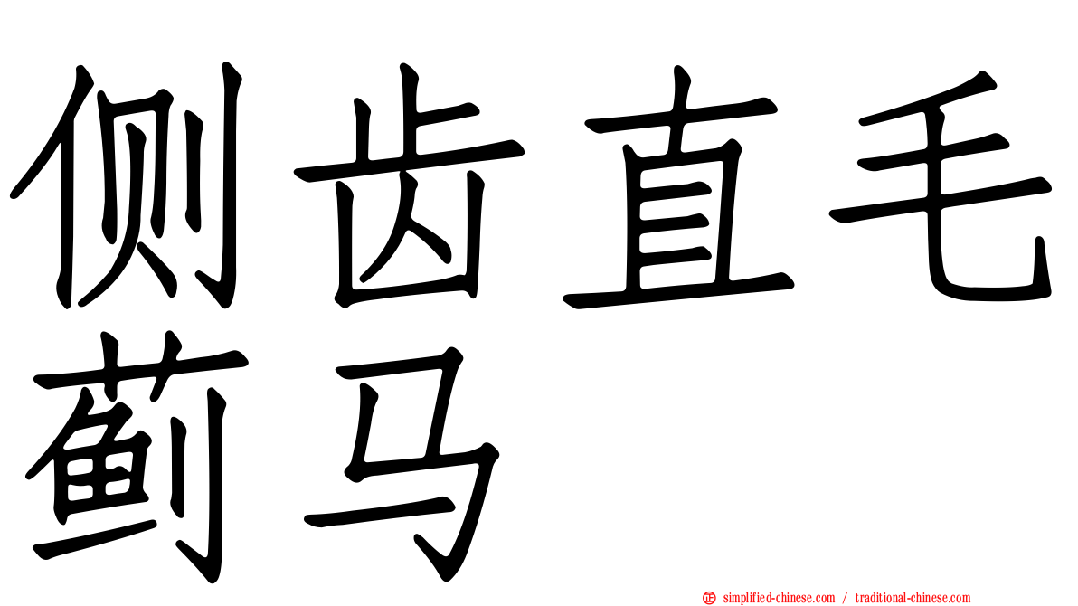 侧齿直毛蓟马