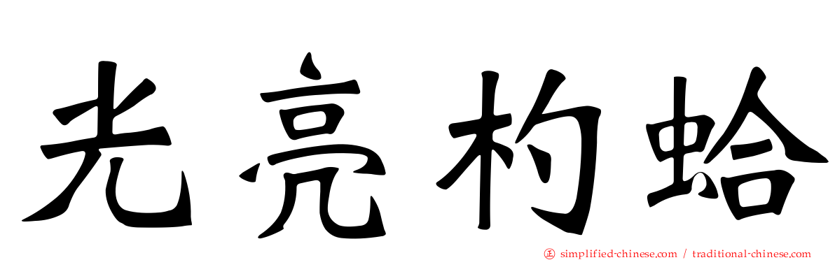 光亮杓蛤