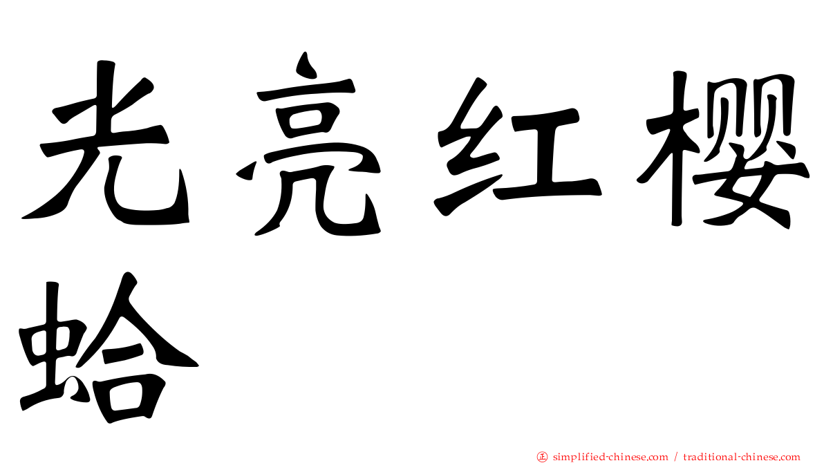 光亮红樱蛤