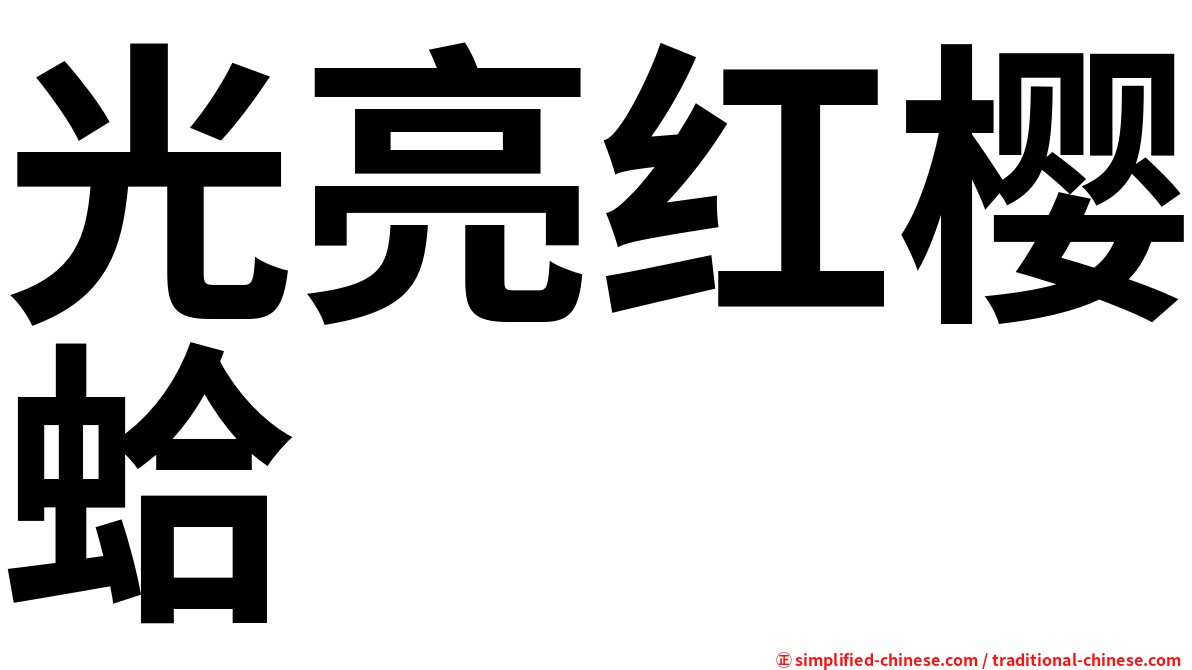 光亮红樱蛤