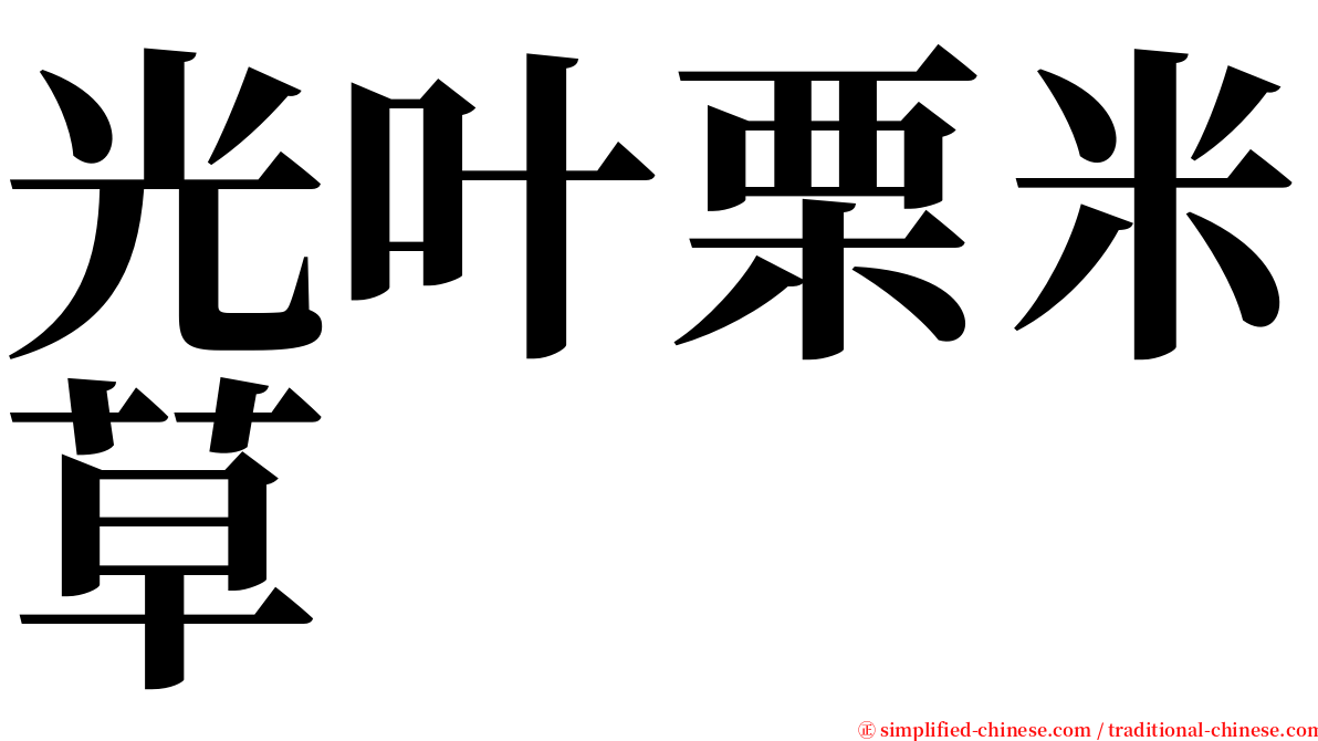 光叶栗米草 serif font