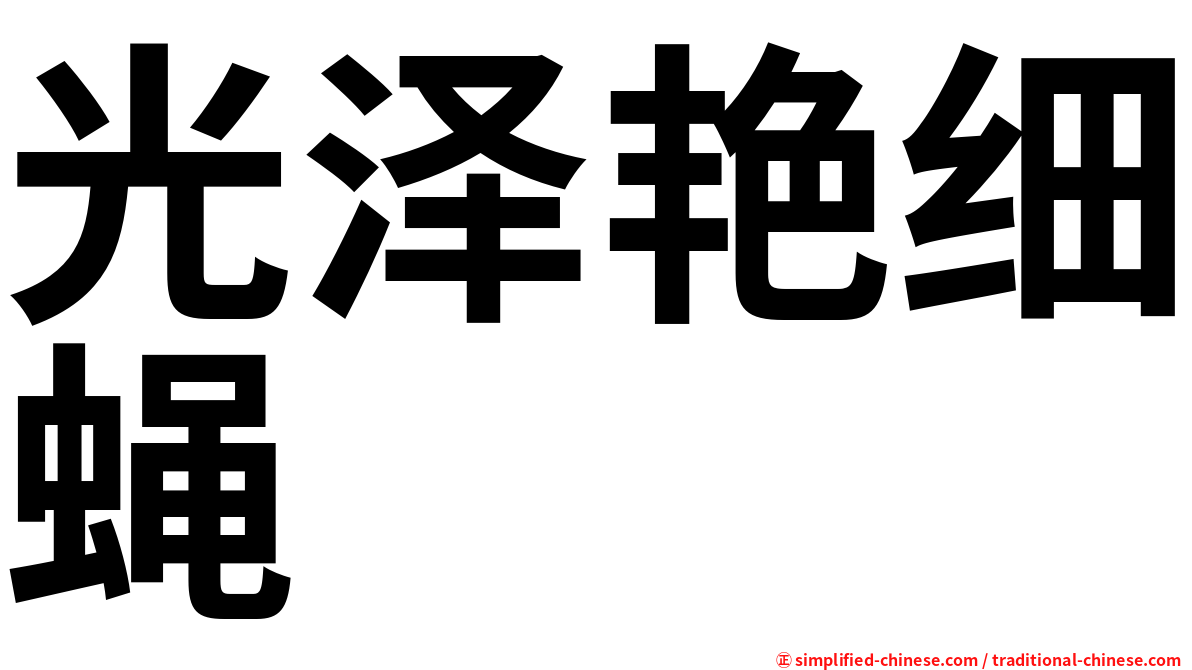 光泽艳细蝇
