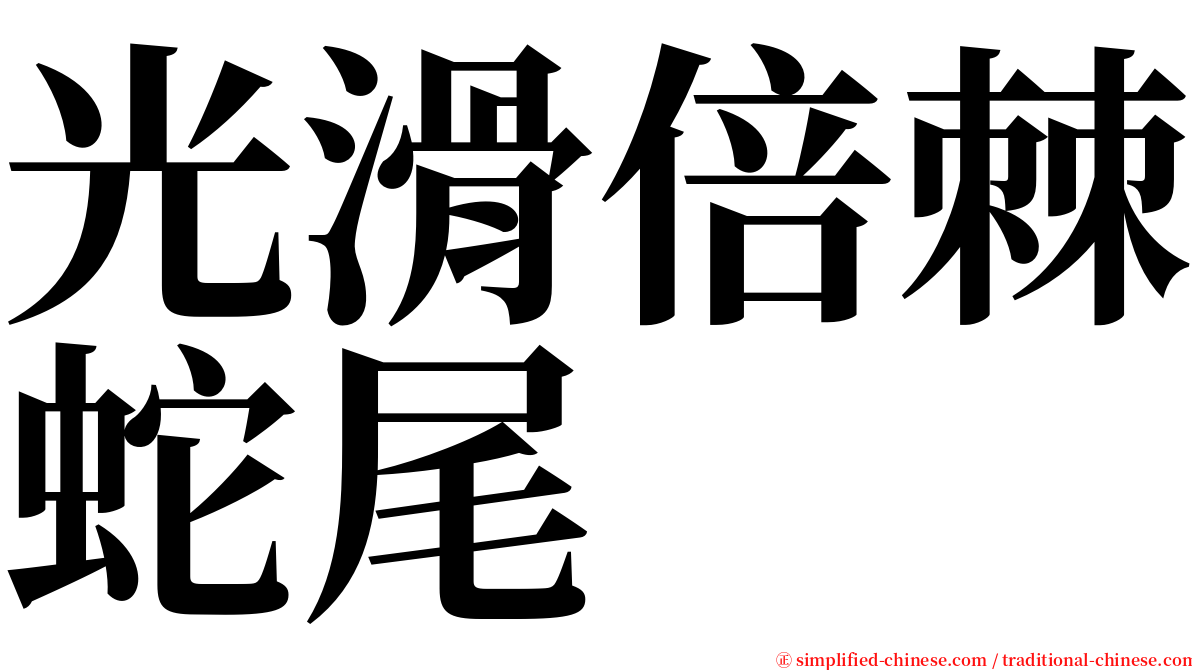 光滑倍棘蛇尾 serif font