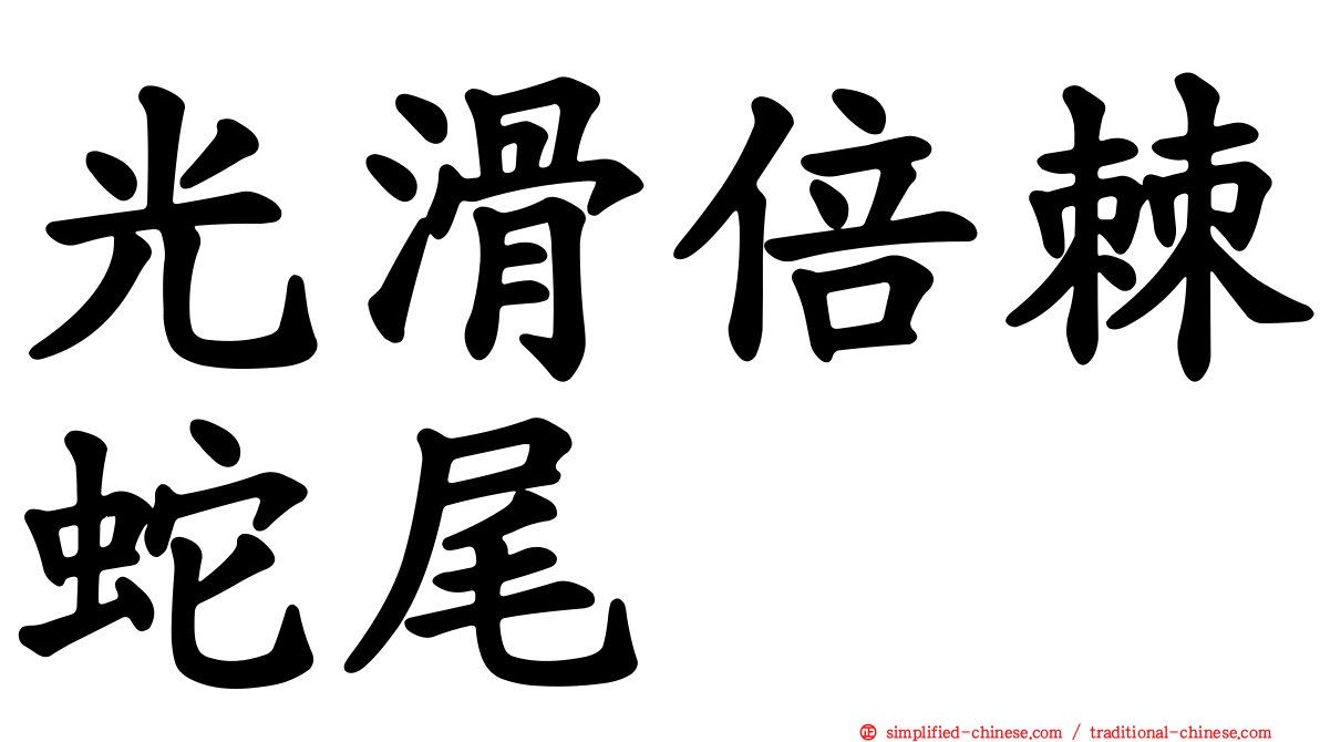 光滑倍棘蛇尾