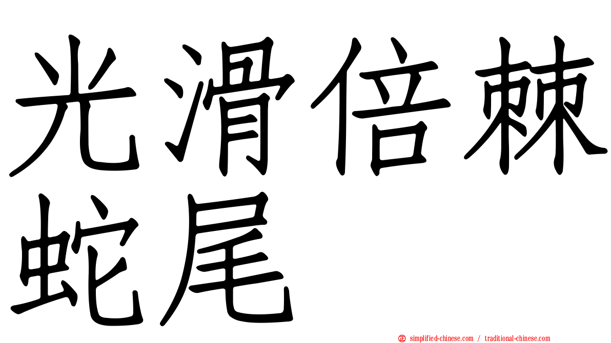 光滑倍棘蛇尾