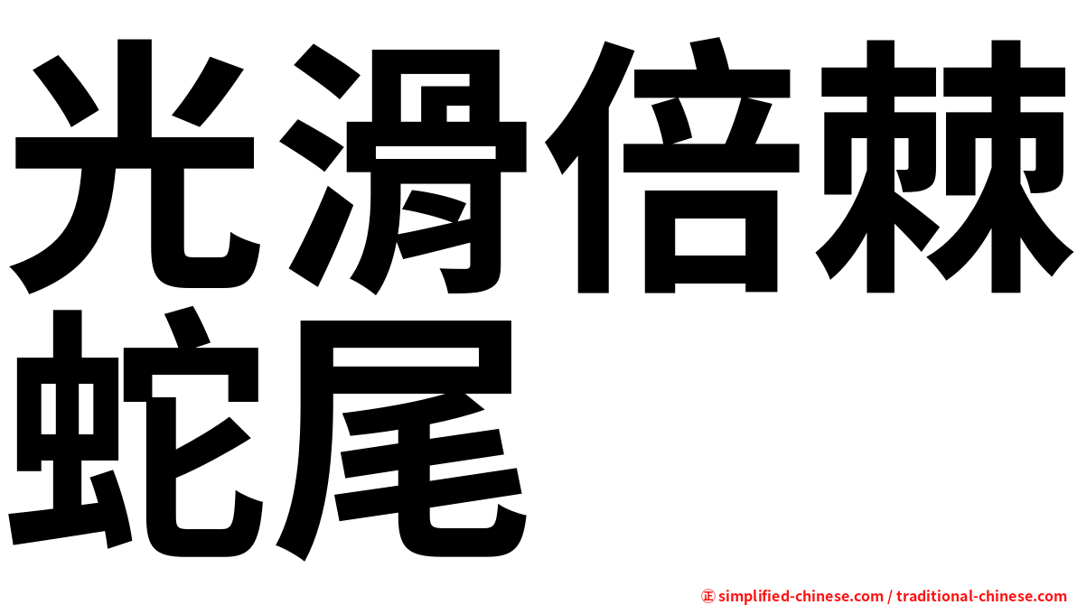 光滑倍棘蛇尾
