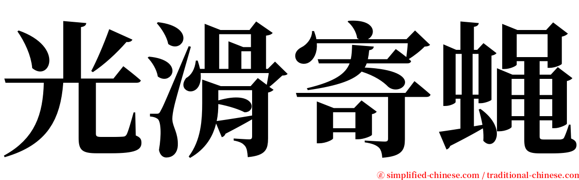 光滑寄蝇 serif font