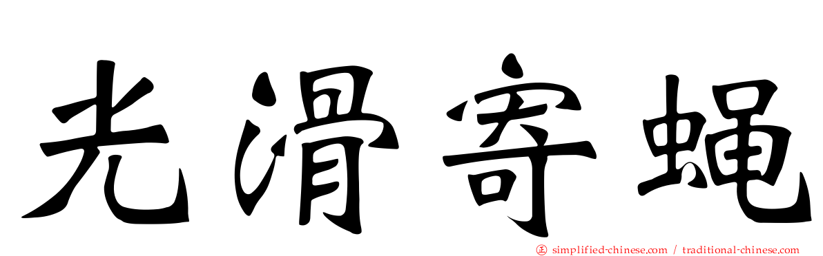 光滑寄蝇