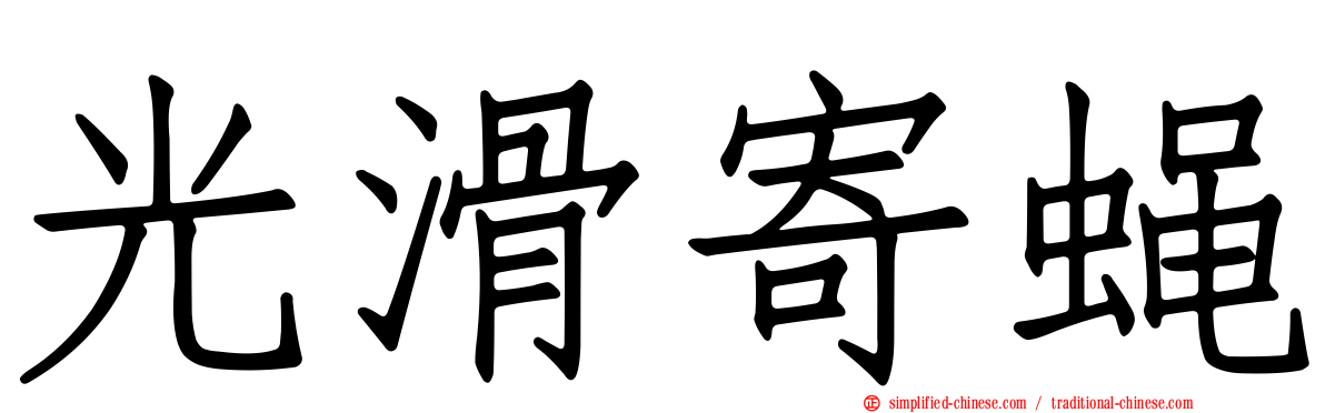 光滑寄蝇