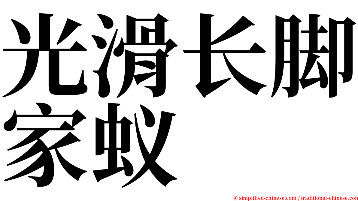 光滑长脚家蚁 serif font