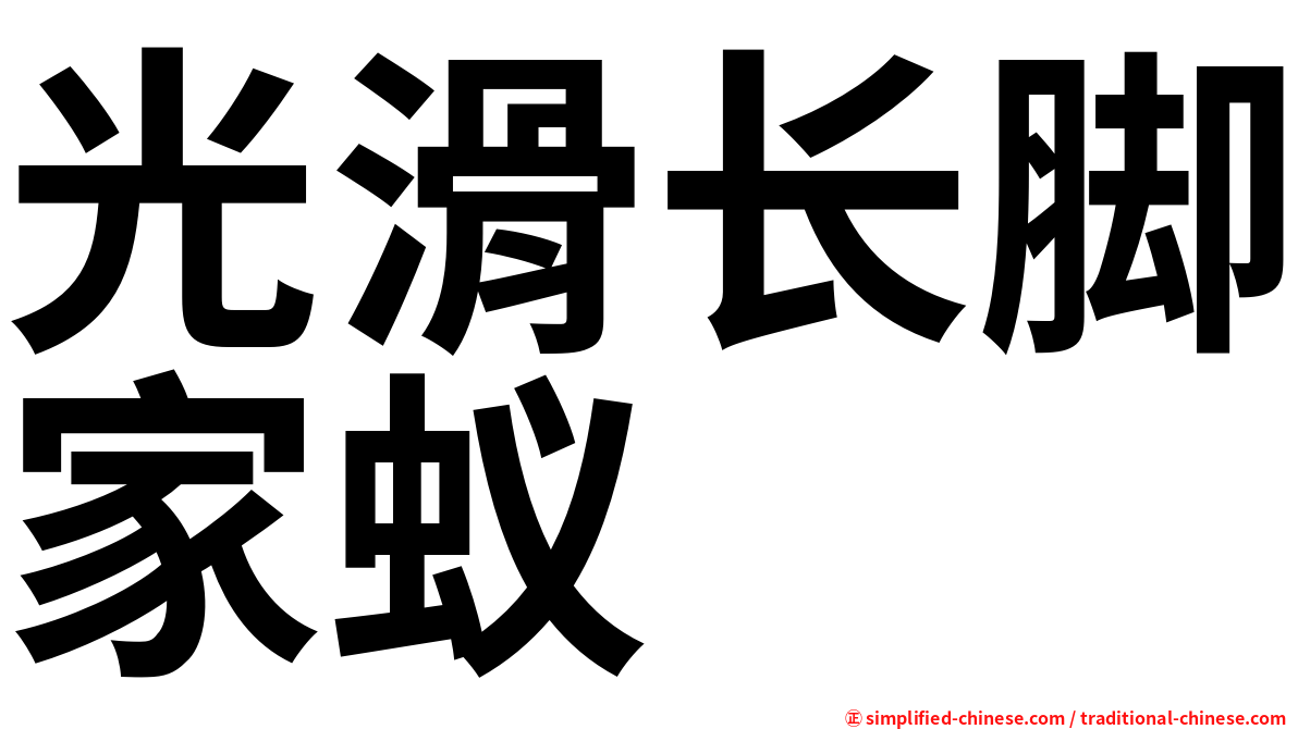 光滑长脚家蚁