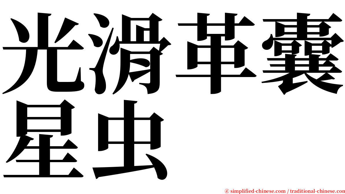 光滑革囊星虫 serif font