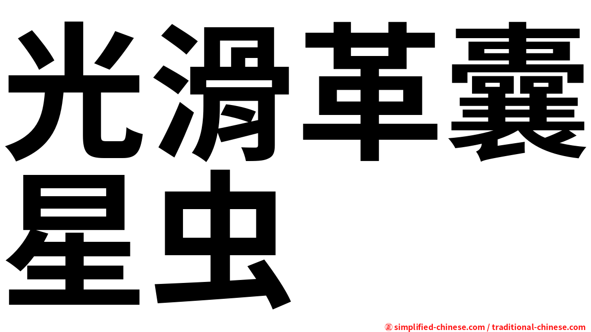 光滑革囊星虫