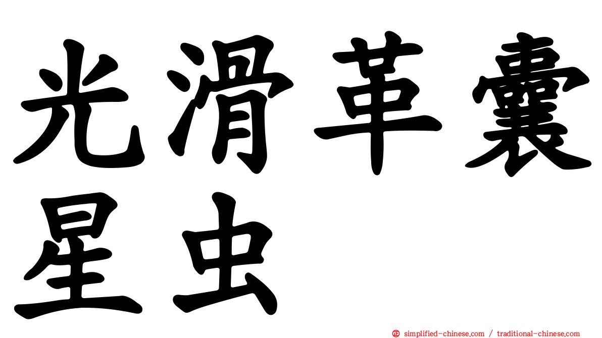 光滑革囊星虫