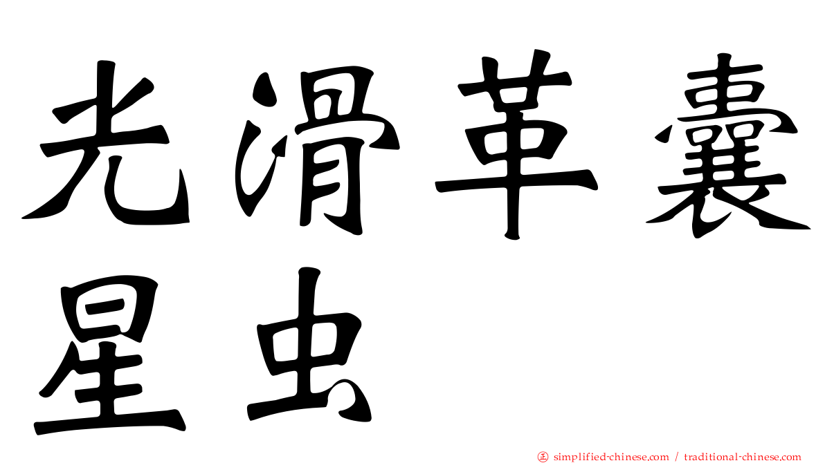 光滑革囊星虫