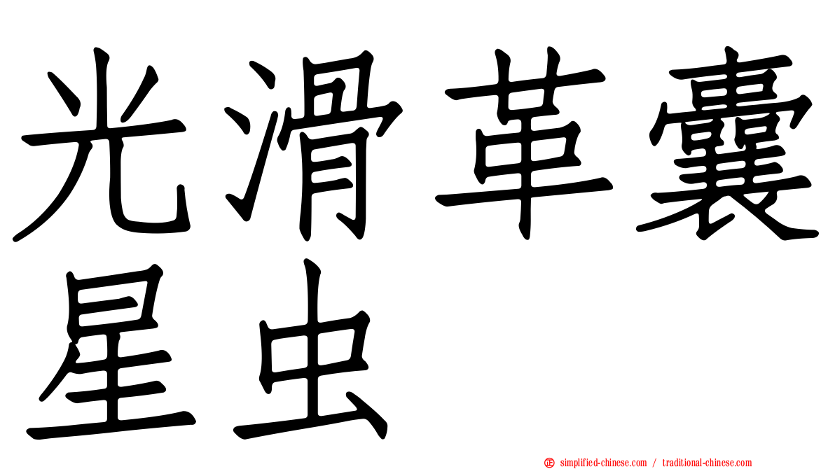 光滑革囊星虫