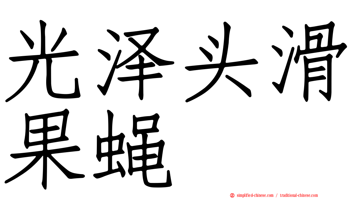 光泽头滑果蝇