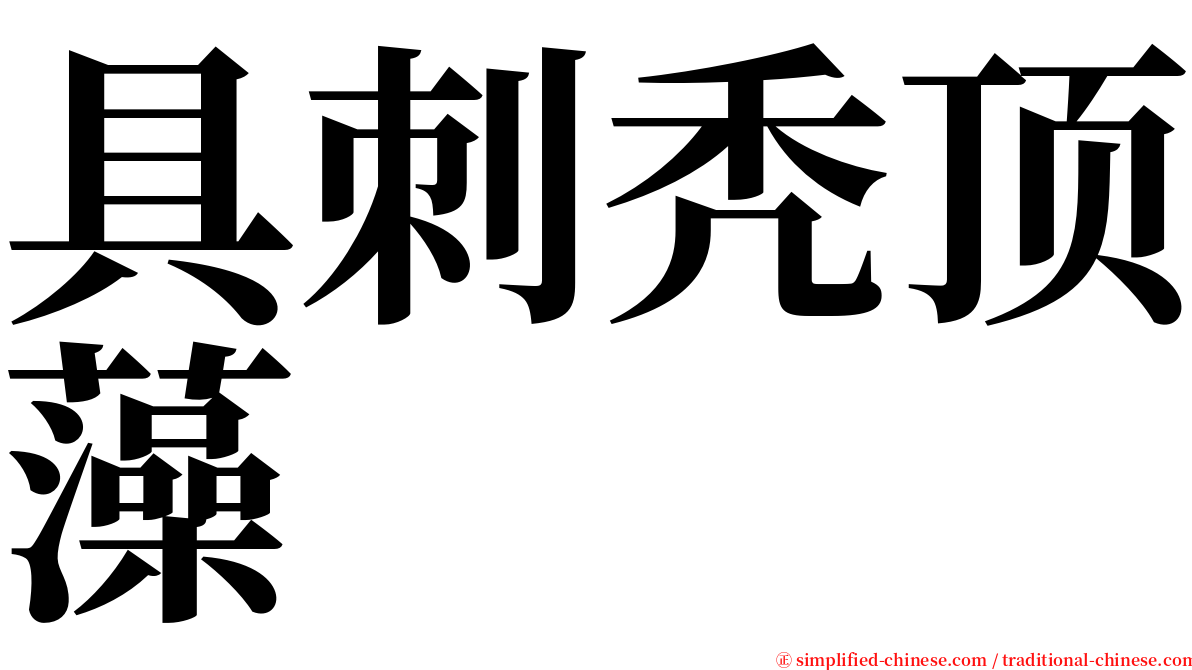 具刺秃顶藻 serif font