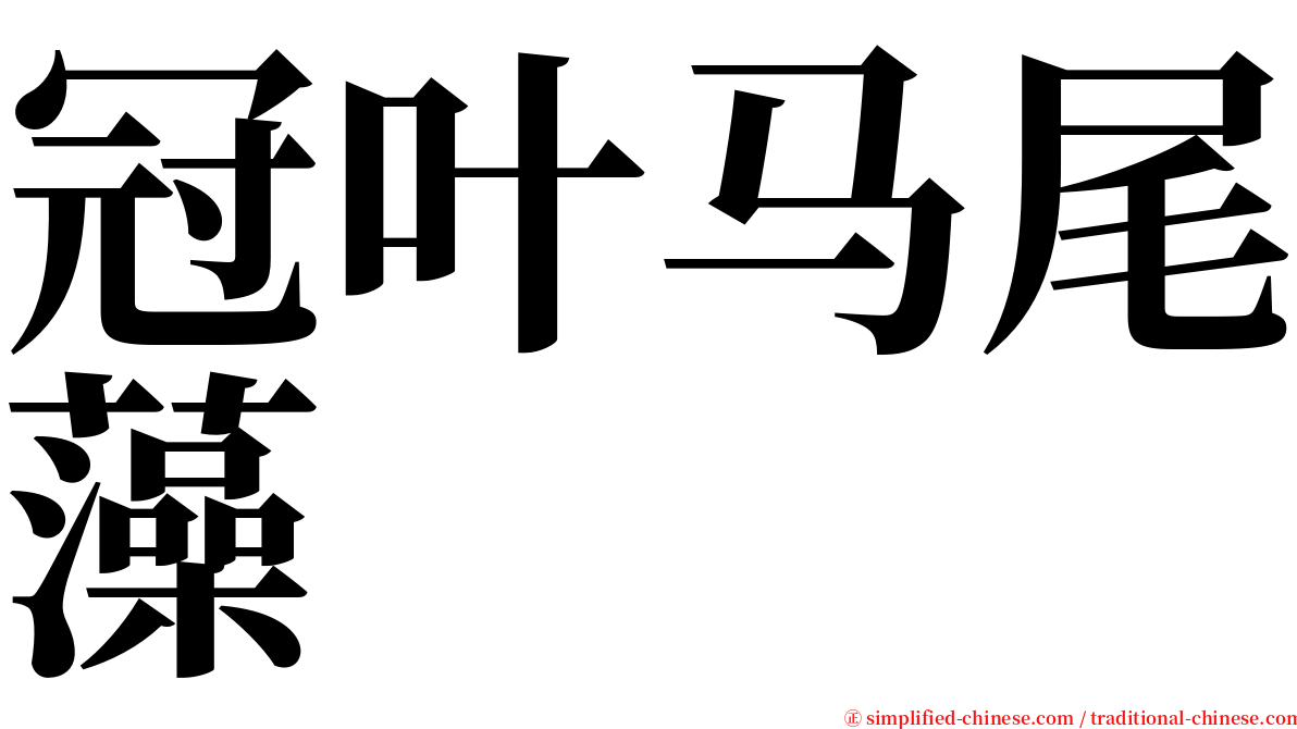 冠叶马尾藻 serif font