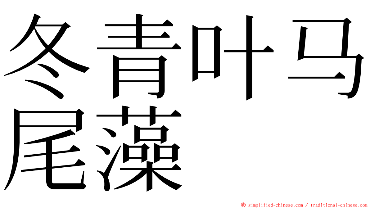 冬青叶马尾藻 ming font
