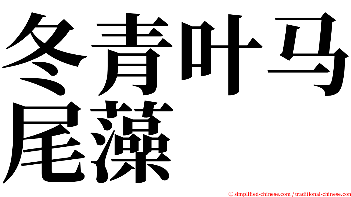 冬青叶马尾藻 serif font