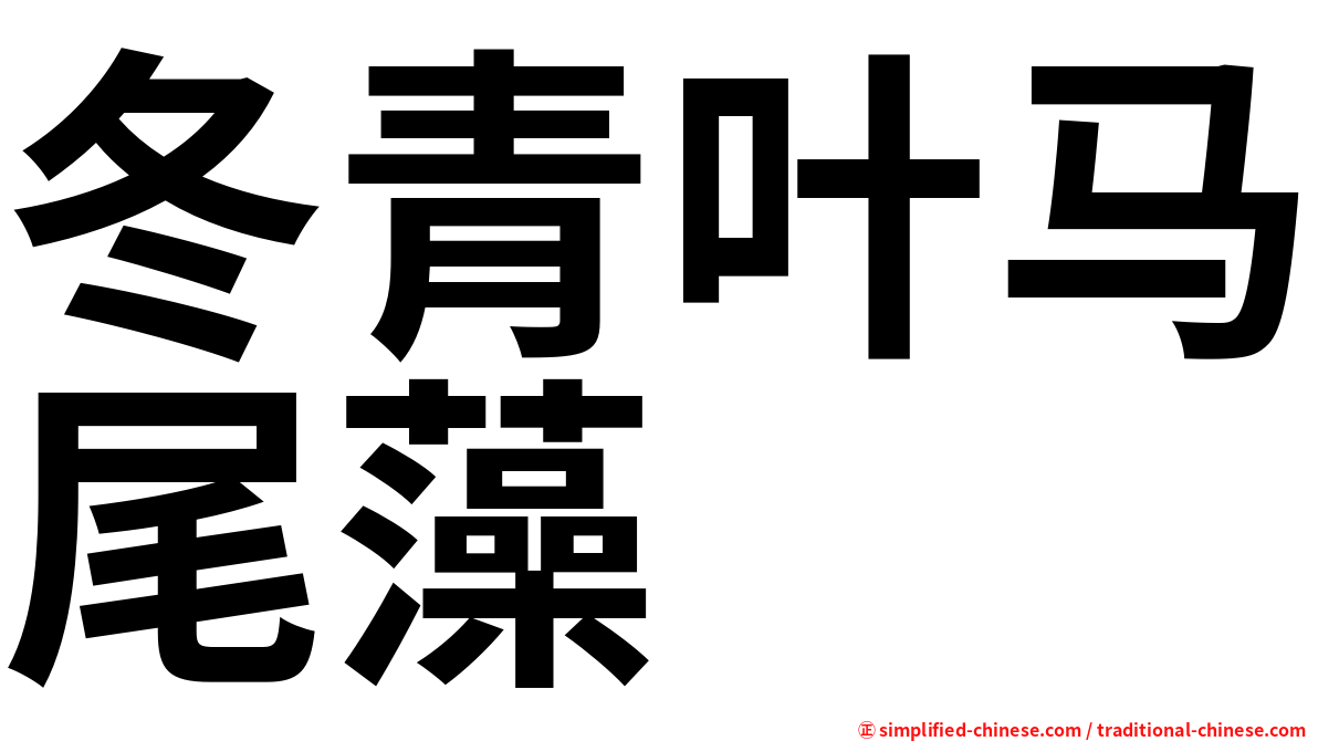 冬青叶马尾藻