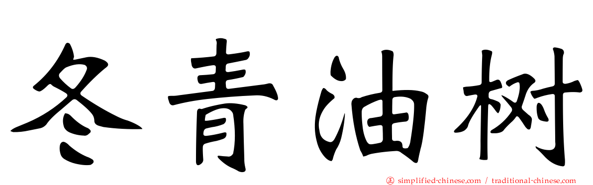 冬青油树