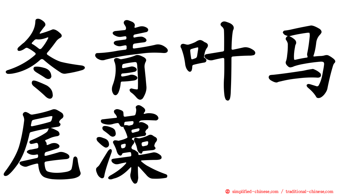 冬青叶马尾藻